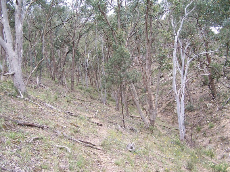 370 Rhyanna Road, Middle Arm NSW 2580