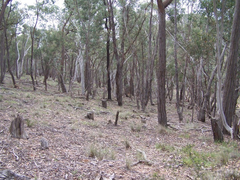 370 Rhyanna Road, Middle Arm NSW 2580