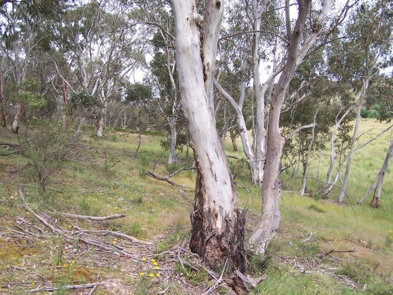 370 Rhyanna Road, Middle Arm NSW 2580