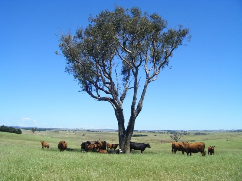 “Monks Creek” Fullerton Road, Laggan NSW 2583
