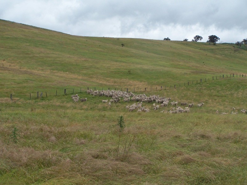 “GLENCOE” 1757 Binda Road, Binda NSW 2583