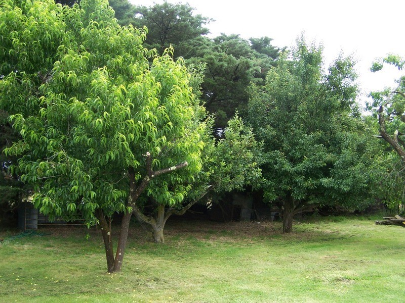 “GLENCOE” 1757 Binda Road, Binda NSW 2583