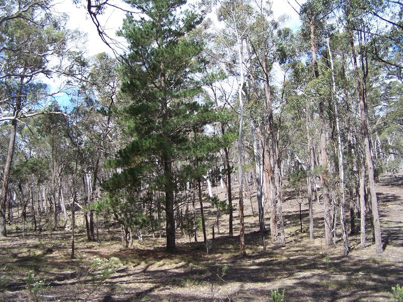 381 Winfarthing Road, Marulan NSW 2579