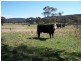 1269 Taralga Road, Goulburn NSW 2580