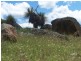 Lot 1 Peach Gardens Road, Bigga NSW 2583