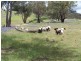 Lot 1 Peach Gardens Road, Bigga NSW 2583