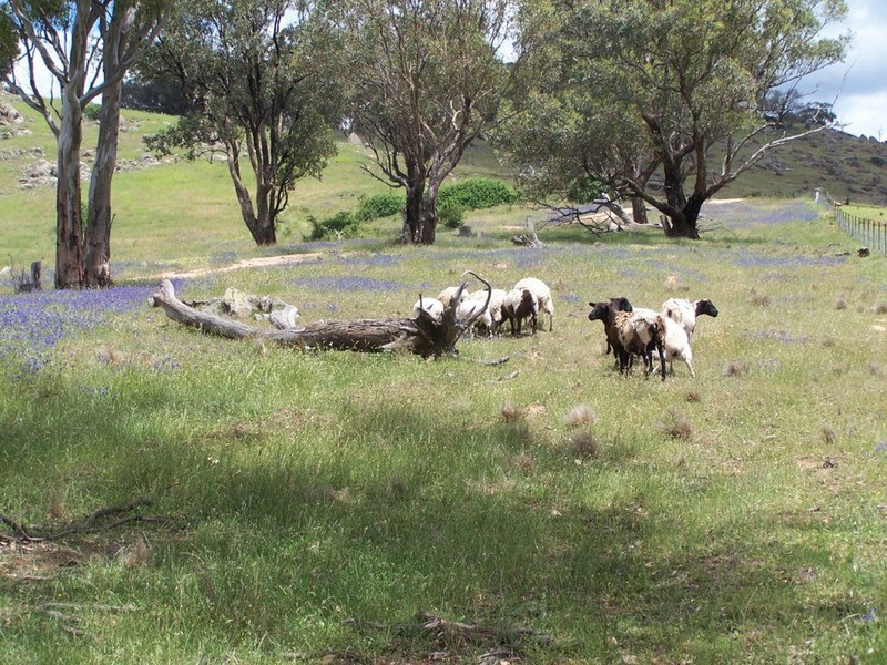 Lot 1 Peach Gardens Road, Bigga NSW 2583