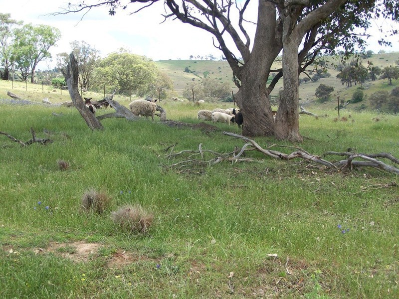 Lot 1 Peach Gardens Road, Bigga NSW 2583