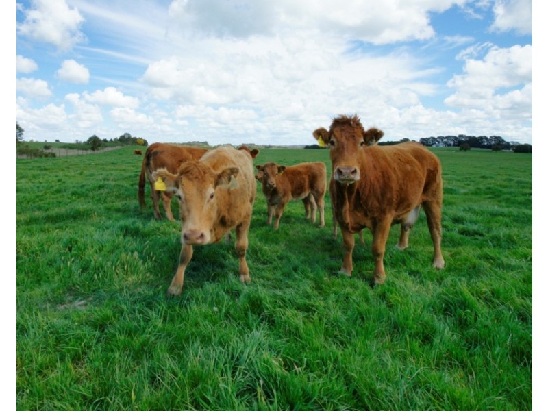 “WYTALIBA”  2134 Woodhouselee Road, Roslyn NSW 2580