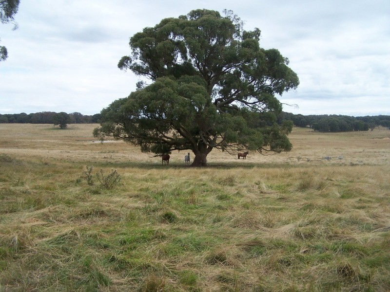 484 Scabben Flat Road, Taralga NSW 2580