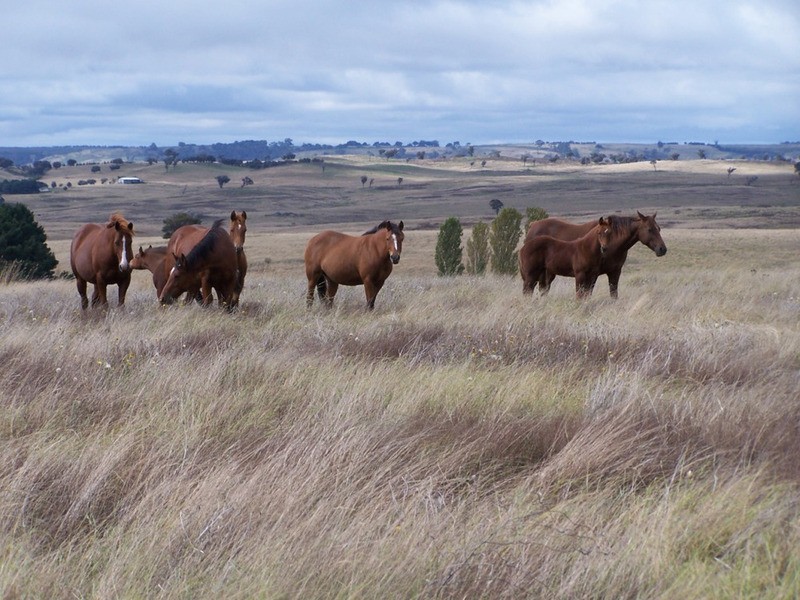 Lot 33  Golspie Street, Golspie NSW 2580