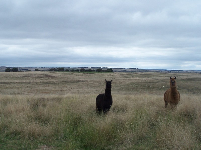 3315 Golspie Road, Laggan NSW 2583