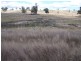 “PINEGROVE” 1011 Fullerton Road, Fullerton NSW 2583