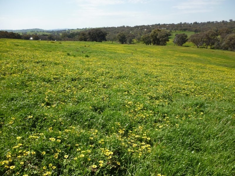 Lot 245 Hearn Street, Bigga NSW 2583