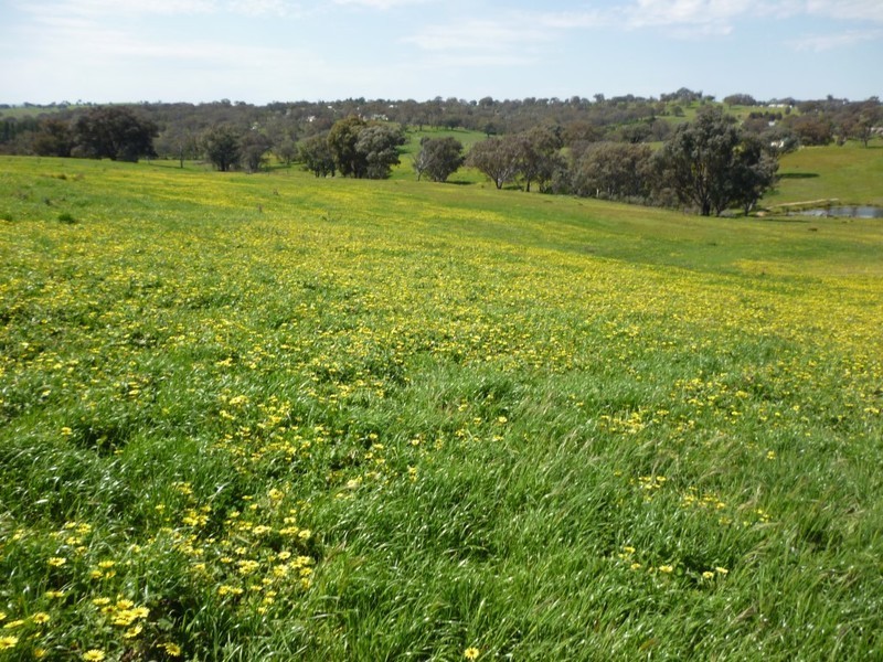 Lot 245 Hearn Street, Bigga NSW 2583