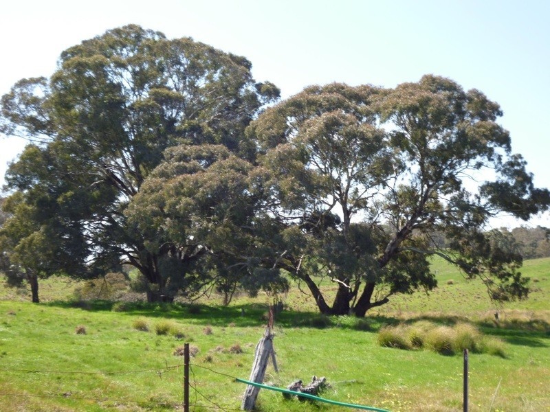 Lot 245 Hearn Street, Bigga NSW 2583