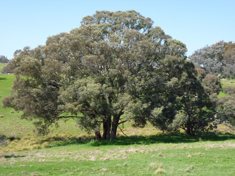 Lot 245 Hearn Street, Bigga NSW 2583