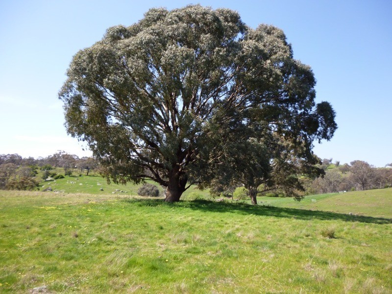 Lot 245 Hearn Street, Bigga NSW 2583