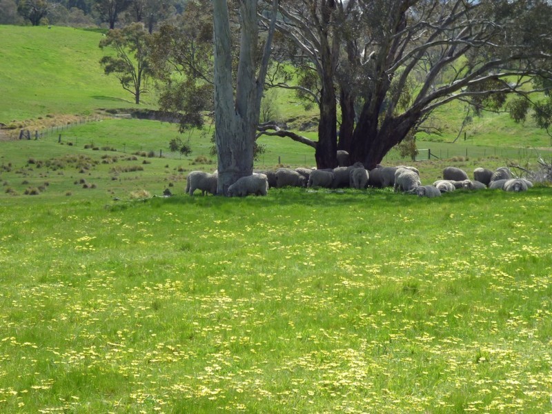 Lot 1 Hailstone Street, Bigga NSW 2583