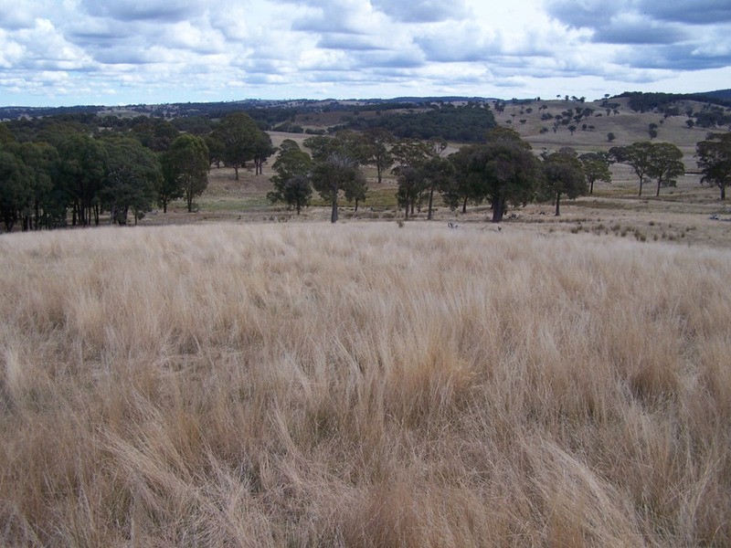 Lot 1 Cuddyong Road, Binda NSW 2583