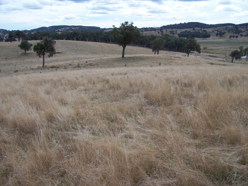 Lot 1 Cuddyong Road, Binda NSW 2583