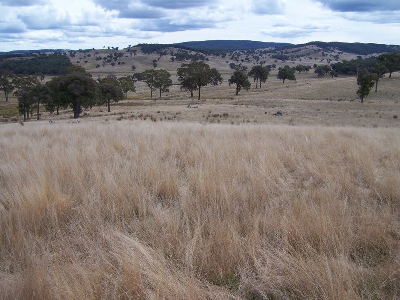 Lot 1 Cuddyong Road, Binda NSW 2583