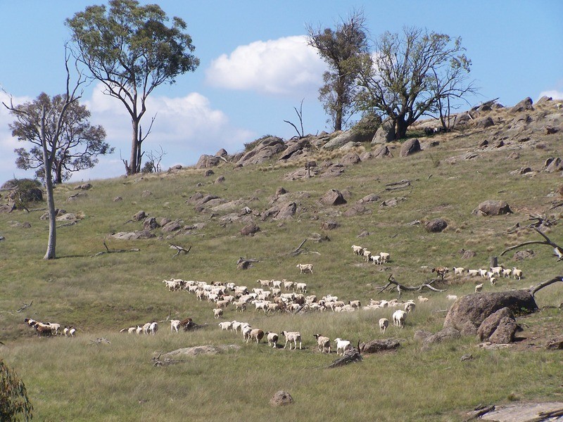 Lot 3 Peach Gardens Road, Bigga NSW 2583