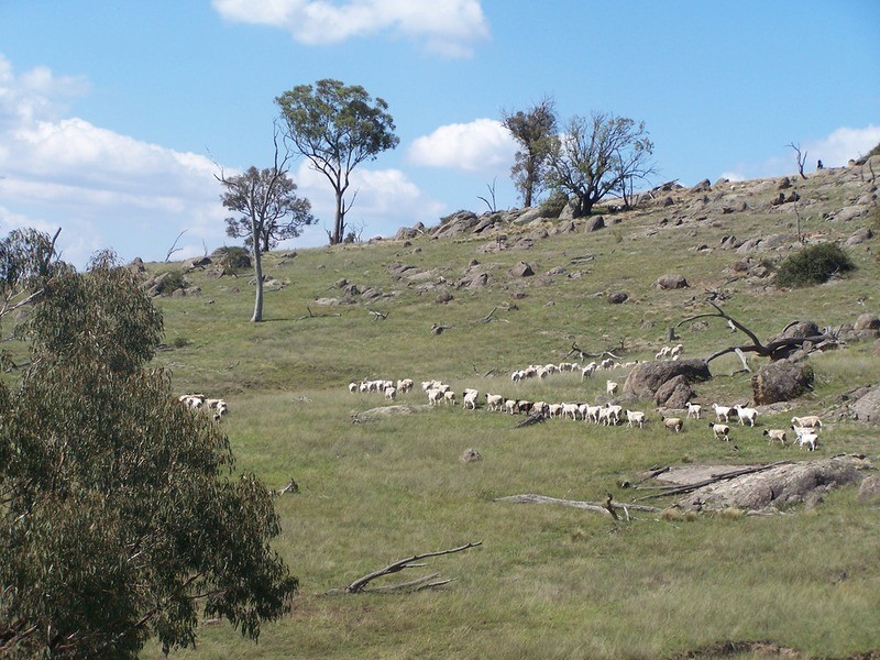 Lot 3 Peach Gardens Road, Bigga NSW 2583