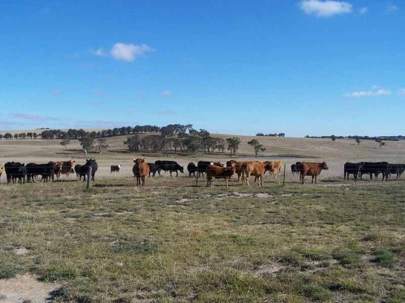 86 Greywoodsiding Road, Woodhouselee NSW 2580