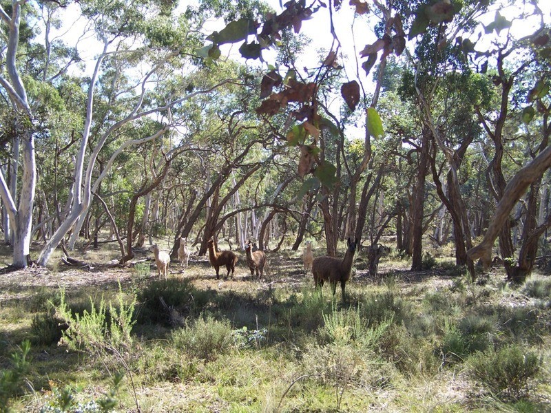 “Frog Hollow”   226 Winfarthing Road, Marulan NSW 2579
