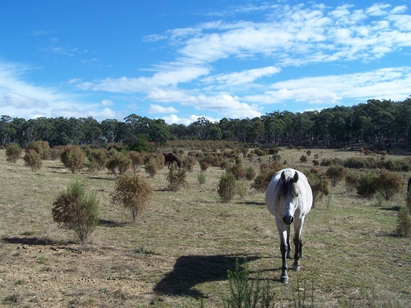 “Frog Hollow”   226 Winfarthing Road, Marulan NSW 2579