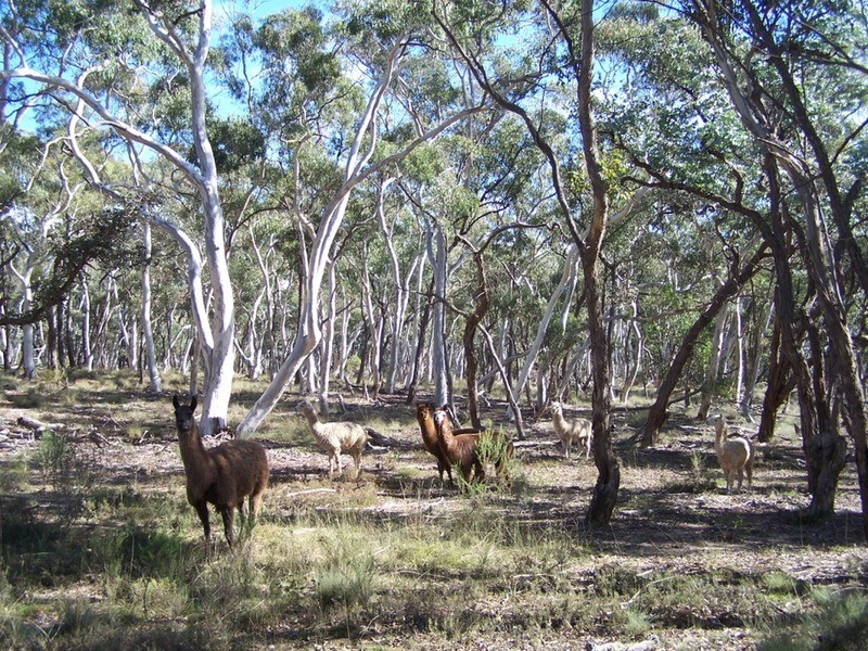 “Frog Hollow”   226 Winfarthing Road, Marulan NSW 2579