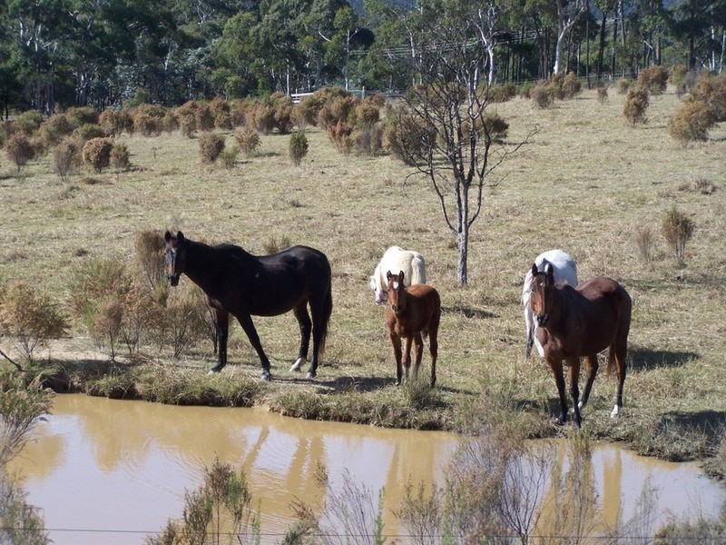 “Frog Hollow”   226 Winfarthing Road, Marulan NSW 2579