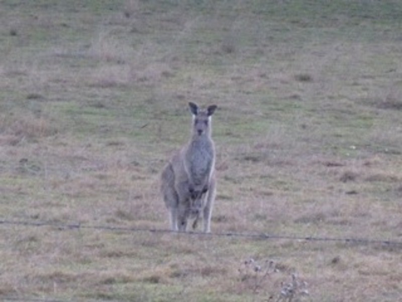 615 Bridge Creek Road, Binda NSW 2583