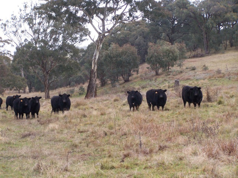 28 Lost River Road, Wheeo NSW 2583