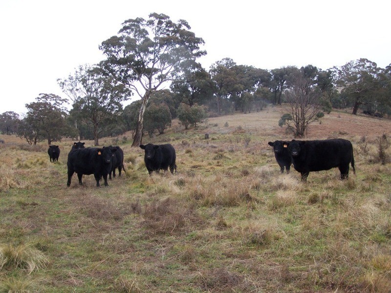 28 Lost River Road, Wheeo NSW 2583