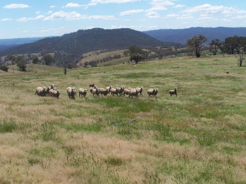 “THE DECCA” 168 Decca Road, Bigga NSW 2583