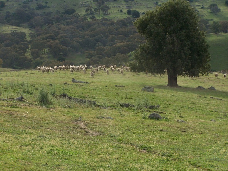 “THE DECCA” 168 Decca Road, Bigga NSW 2583