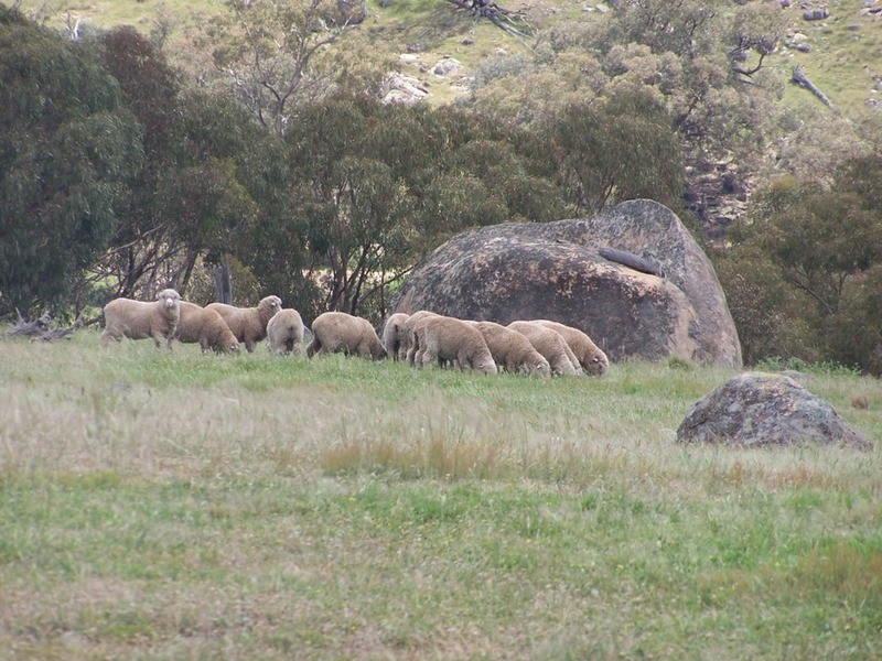 “THE DECCA” 168 Decca Road, Bigga NSW 2583