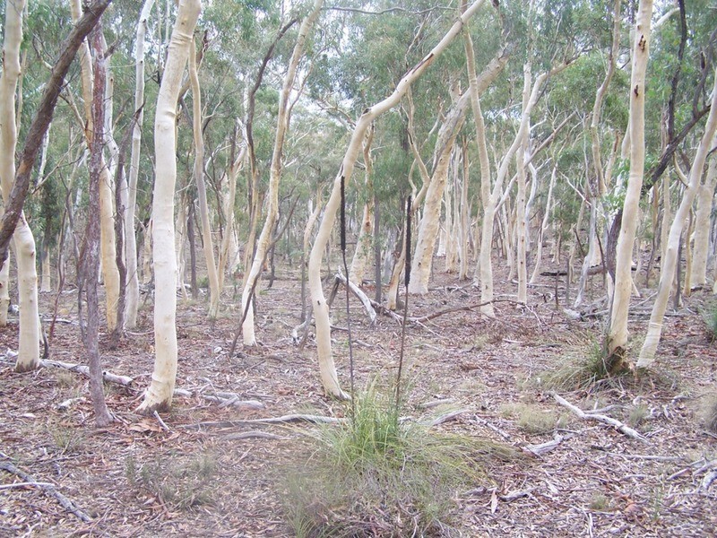 243 Off Oallen Ford Road, Windellama NSW 2580