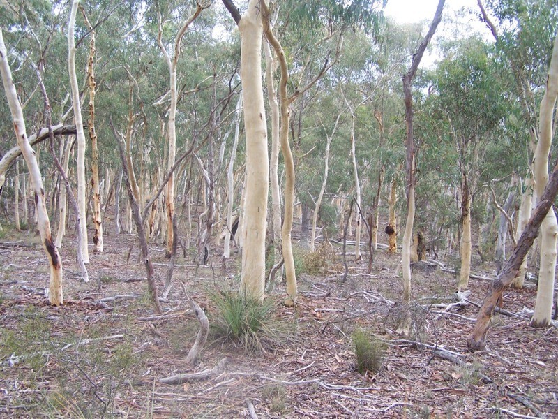 243 Off Oallen Ford Road, Windellama NSW 2580