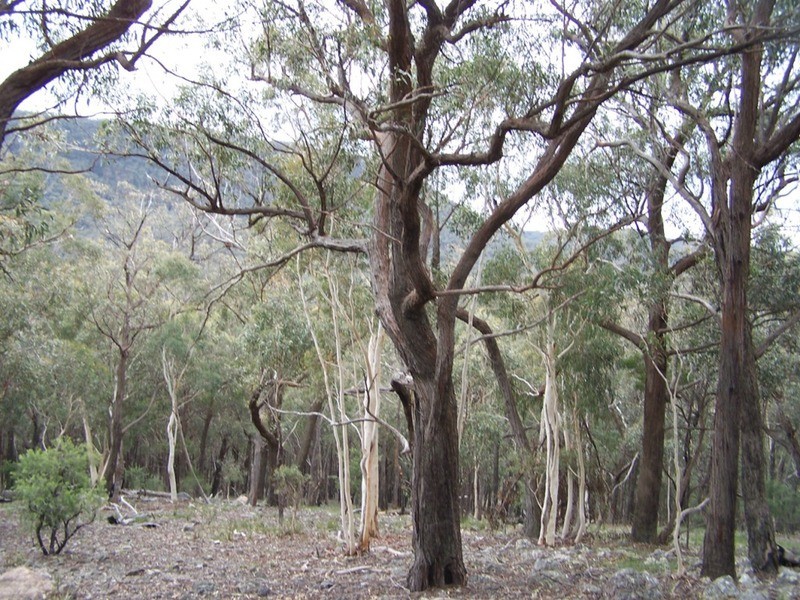 163 Arthurs Road, Towrang NSW 2580