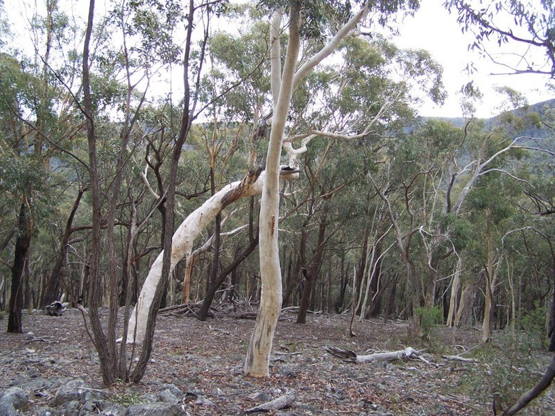 163 Arthurs Road, Towrang NSW 2580