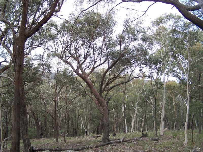 163 Arthurs Road, Towrang NSW 2580