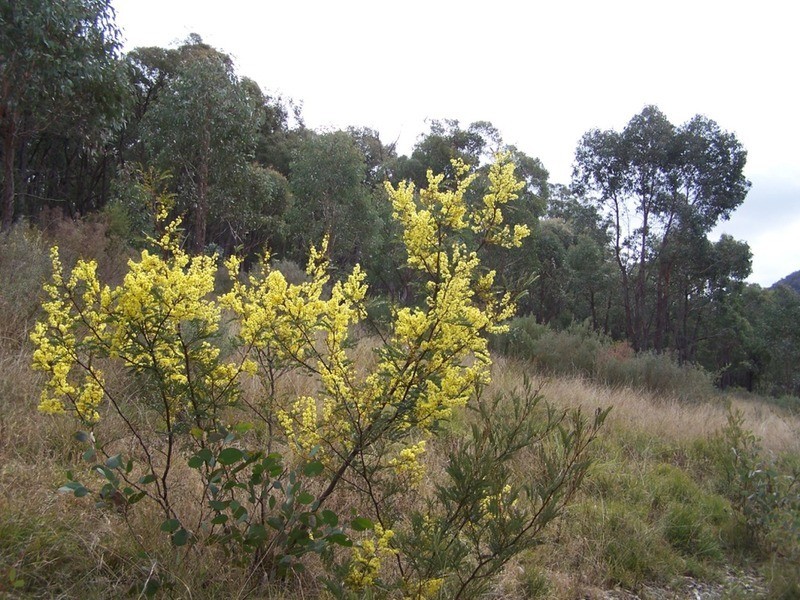 163 Arthurs Road, Towrang NSW 2580