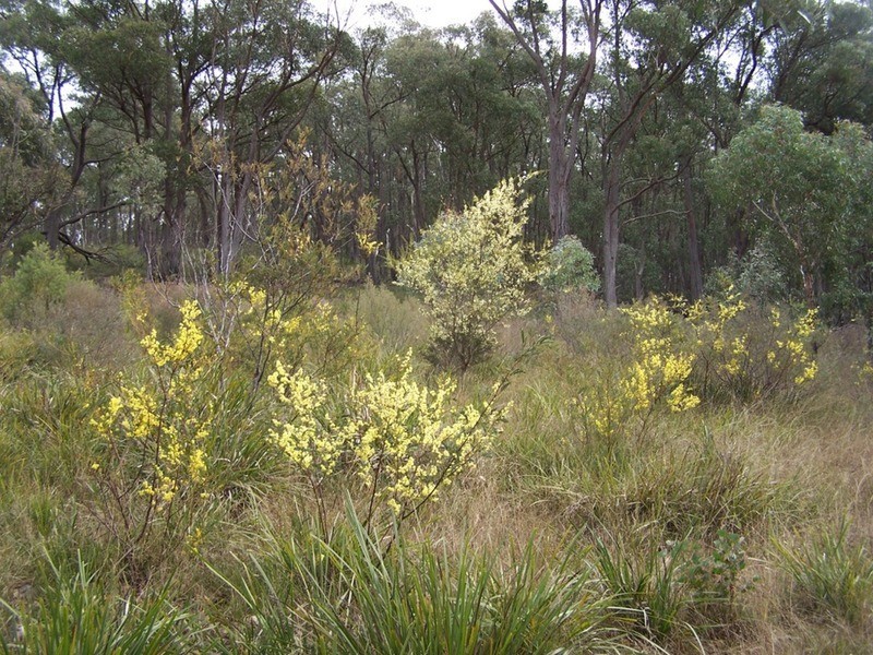 163 Arthurs Road, Towrang NSW 2580