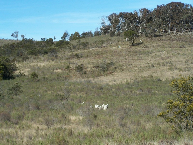 Tarlo Vale Greywood Siding Road, Woodhouselee NSW 2580