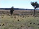 Tarlo Vale Greywood Siding Road, Woodhouselee NSW 2580