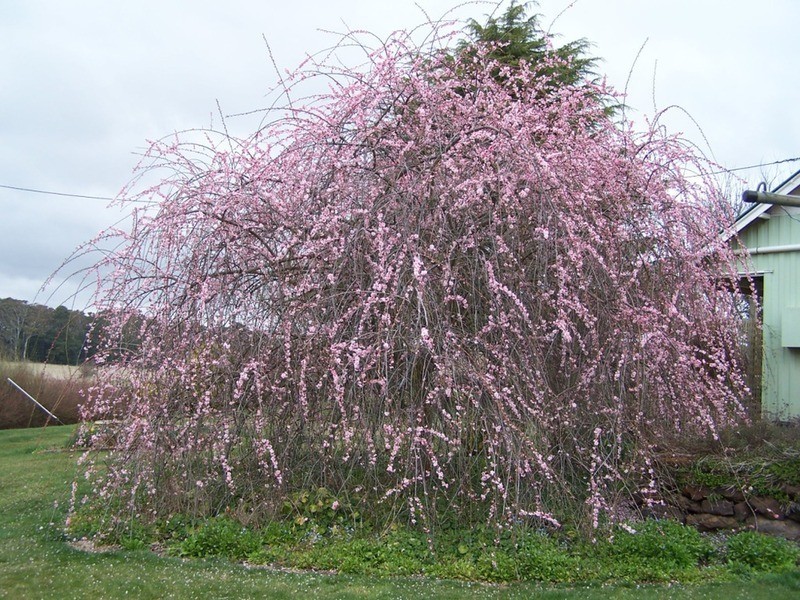 “Aloomba” Laggan Road, Laggan NSW 2583