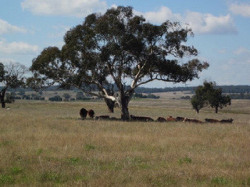 “TIMARU”  171 Golden Plains Drive, Quialigo NSW 2580